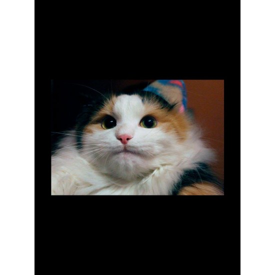 Худи