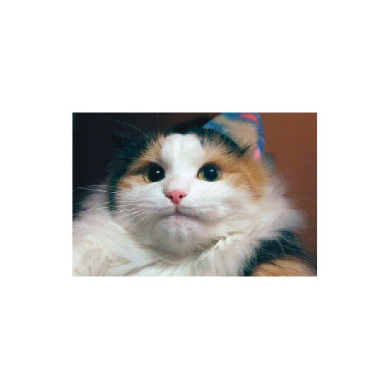 Худи