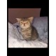 Худи с принтом Котенок оверсайз черное. Худи унисекс с прикольным рисунком Сонный кот в стиле кэжуал.