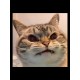 Футболка мем с котом и котиком с принтом
