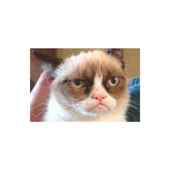 Футболка Grumpy cat грустный кот мем грампи кэт с принтом