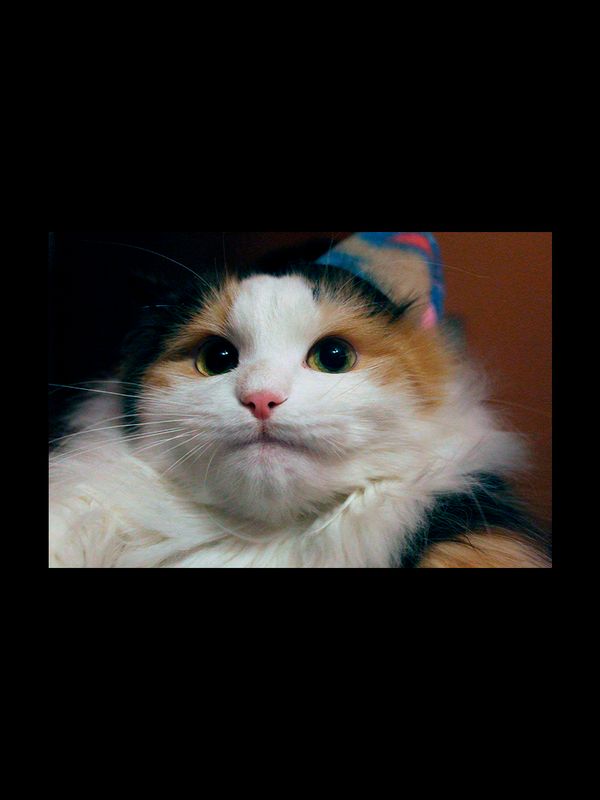 Свитшот мемный котик кот смотрит мем с котом черная с принтом